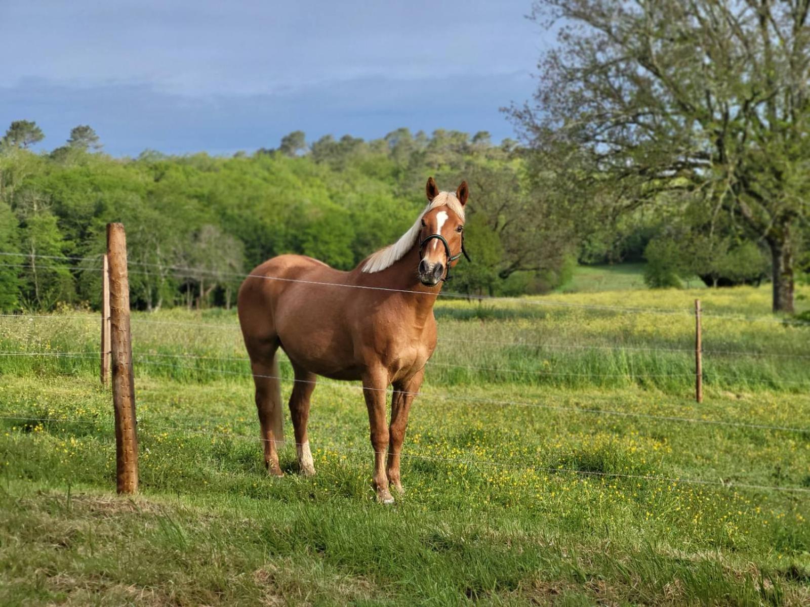 Maison Chaleureuse A La Campagne Payrignac Exteriér fotografie